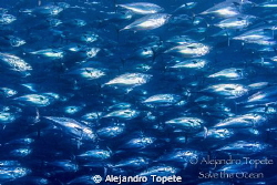 Thousands Little Tunny, Isla Darwin Galapagos
 by Alejandro Topete 